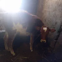 گوساله ماده|حیوانات مزرعه|ویلکیج, |دیوار