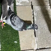کبوتر|پرنده|گنبد کاووس, |دیوار