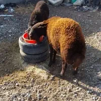 دوعددبره نرچاق|حیوانات مزرعه|آذرشهر, |دیوار