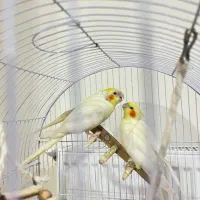 عروس هلندی لوتینو