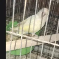 طوطی برزیلی پیدا شده