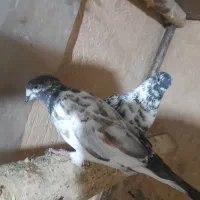 کفتر کاشانی|پرنده|اصفهان, بوستان کوهستانی صفه|دیوار