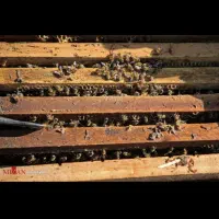 کندو زنبور عسل ۱۰ قاب فول جمعیت