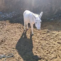 نره خر|حیوانات مزرعه|شیروان (خراسان), |دیوار