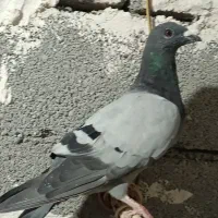 کبوتر|پرنده|فیروزآباد (لرستان), |دیوار