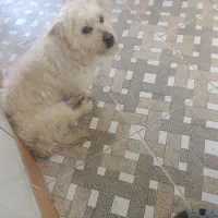 واگذاری سگ پاپی