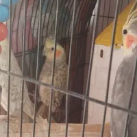 پرنده|پرنده|محمدیه-قزوین, |دیوار