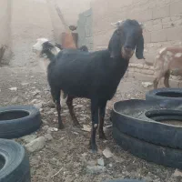 بزمری|حیوانات مزرعه|زاهدان, |دیوار
