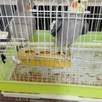 عروس هلندی سالم|پرنده|حویق, |دیوار