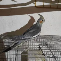 عروس هلندی گمشده