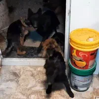 دو قلاده نروماده ژرمن مو بلندمولد