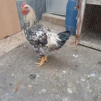 مرغ و خروس|حیوانات مزرعه|صوفیان, |دیوار