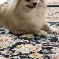 همخونه-میشم