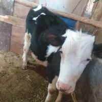 گوساله|حیوانات مزرعه|قیدار, |دیوار