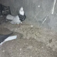 خوشرنگ|پرنده|برازجان, |دیوار