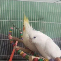 عروس هلندی|پرنده|گلبهار, شهر جدید گلبهار|دیوار