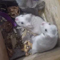 دو عدد همستر