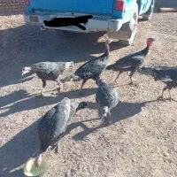 بوقلمون نر و ماده|حیوانات مزرعه|نیشابور, خط کاشمر|دیوار