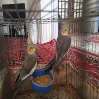 عروس هلندی|پرنده|سبزوار, شهدا|دیوار