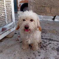 سگ پا کوتاه|سگ|هشتگرد, ینگی امام|دیوار