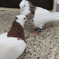 نروماده طوقی آنتیک