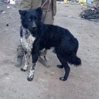 سگ قدرجونی|سگ|ابریشم, |دیوار