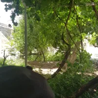 باغچه فروشی