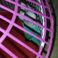 یک جفت طوطی کوتوله آماده تخم|پرنده|ایرانشهر, |دیوار