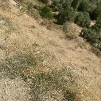 تهاطر ۲۱۰۰متر ۲ کله/سند تکبرگ