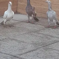 کبوتر کاریر|پرنده|حمیدیا, |دیوار