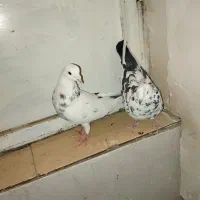 کبوتر نر و ماده