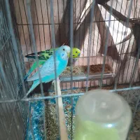 سلام فروش دو عدد مرغ عشق رنگ آبی و سبز خشگل سرحال|پرنده|کرمان, |دیوار