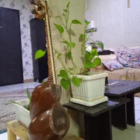 تار حرفه ای مناسب اجرا دست نوازنده و بسیار ایده آل|سازهای سنتی|شهریار, کردزار|دیوار