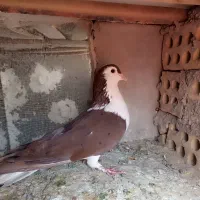 کفتر کبوتر ساده پاک سرخ پاک نر