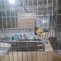 قناری مسکویی