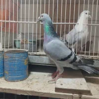 سبز ماده درشت و مسافتی|پرنده|مشهد, وکیل‌آباد|دیوار