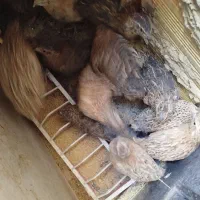 بلدرچین|پرنده|مشگین شهر, |دیوار