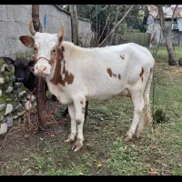 گاو چالوسی باگوساله نر هلیشتان اث|حیوانات مزرعه|رشت, سعدی (تختی)|دیوار