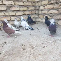 کبوتر پرشی(تهرانی)|پرنده|برخوار, |دیوار