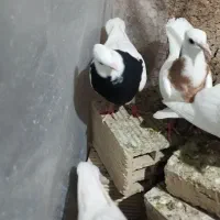 فروش 5عدد جوجه طوقی