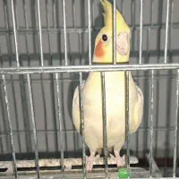 پرنده