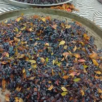 آب زرشک کوهی طبیعی .لواشک الوچه جنگلی .آلبالو خشک|خوردنی و آشامیدنی|کرج, شهرک فهمیده|دیوار