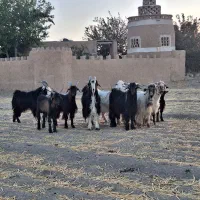 بز و بزغاله پرواری