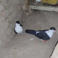 کفتر افغانی