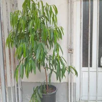 بنجامین آمستل سالم و خوش‌فرم-مناسب آپارتمان و دکور