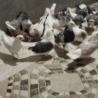 کبوتر پرشی|پرنده|بافت, |دیوار