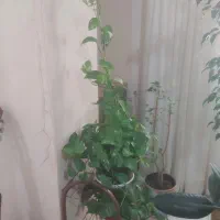 تعدادی گل فروش فوری