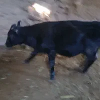 دوعدد جوانه|حیوانات مزرعه|سبزوار, توحیدشهر|دیوار