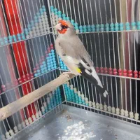 سهره کرمونی گل بلند