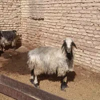 میش بره و میش ابستن|حیوانات مزرعه|خرامه, |دیوار